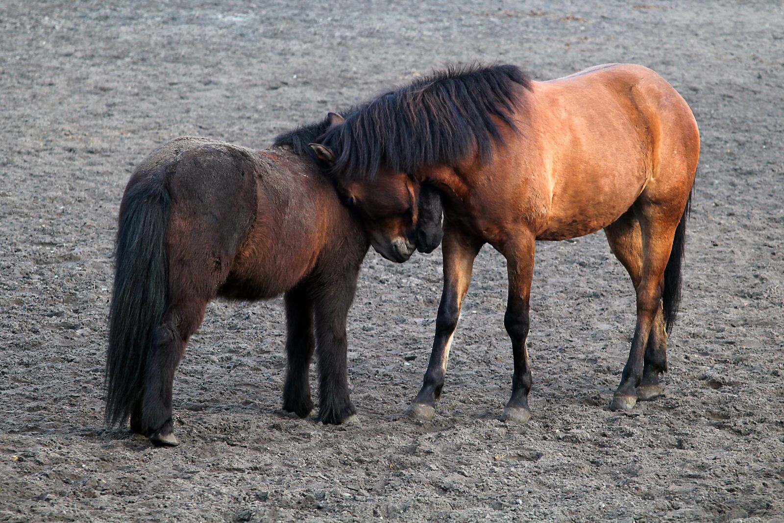 Canon EOS 1200D (EOS Rebel T5 / EOS Kiss X70 / EOS Hi) sample photo. Horses, the sensitivity of photography