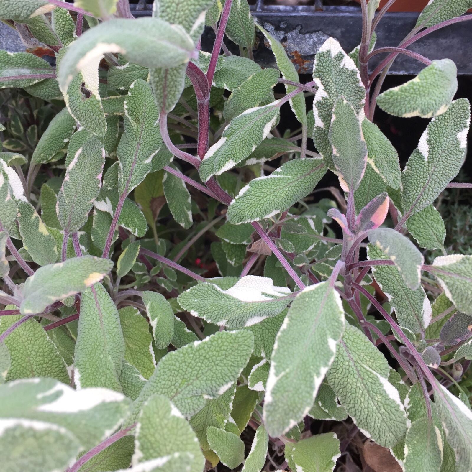 Apple iPhone 6 sample photo. Herb, purple, sage photography