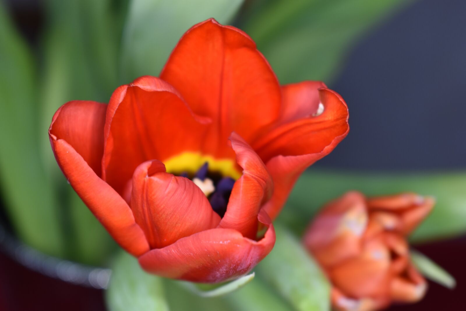 Nikon D5600 sample photo. Tulip, flower, flowers photography