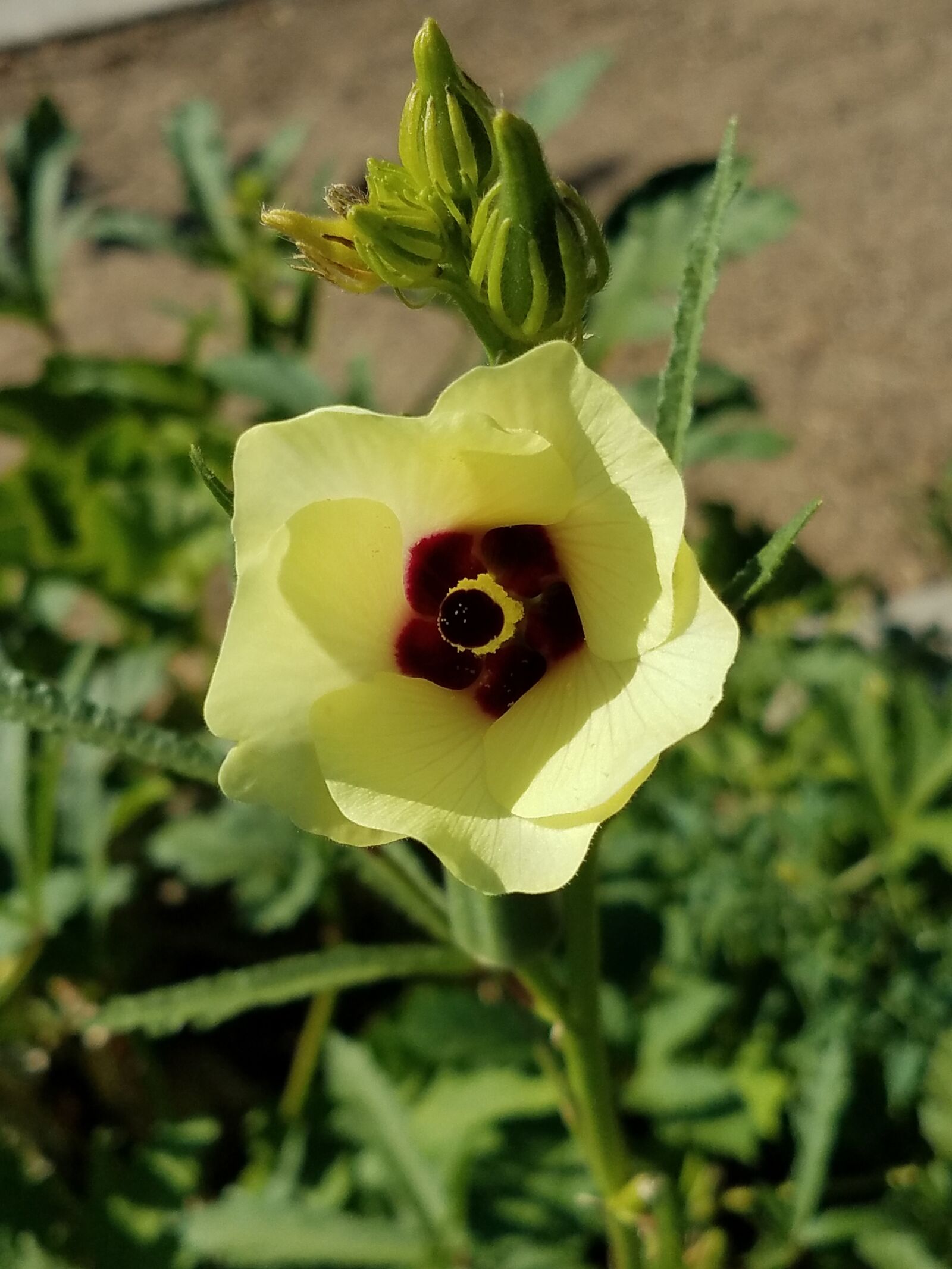 Samsung Galaxy S7 Edge sample photo. Vegetable, garden, flower photography