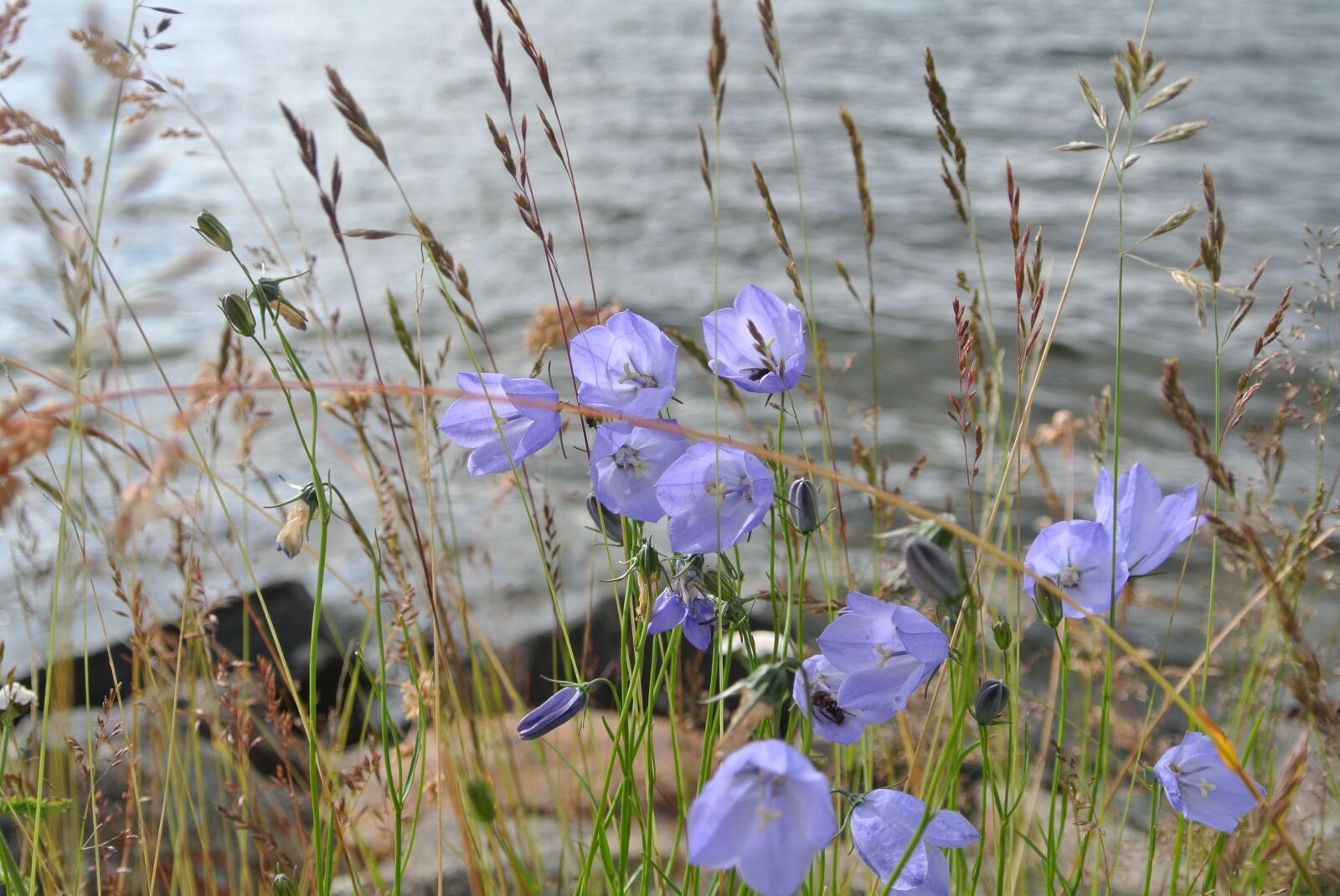 Nikon 1 J2 sample photo. Flowers, blue, nature photography