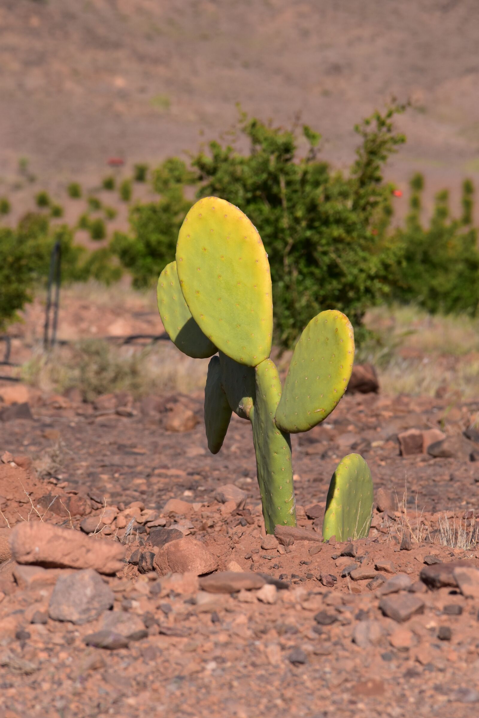 Nikon D5500 sample photo. Desert, morocco, cactus photography