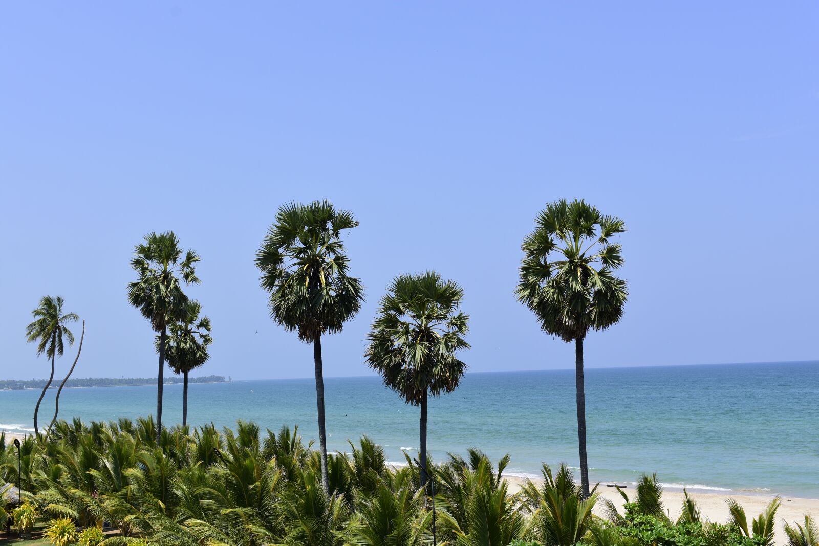 Nikon D3400 sample photo. Tree, tropical, summer photography