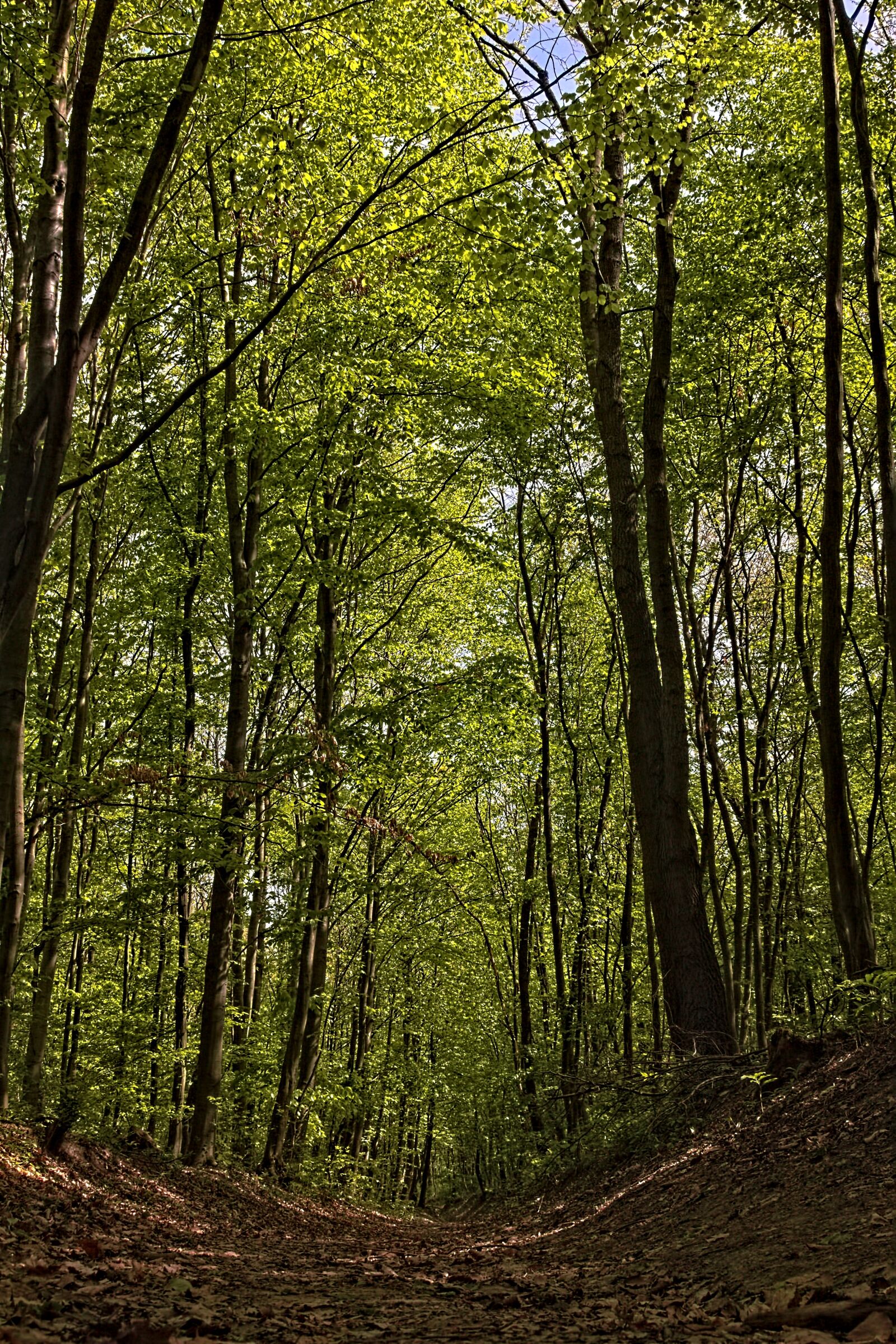 Canon EOS 650D (EOS Rebel T4i / EOS Kiss X6i) sample photo. Promo, trees, nature photography
