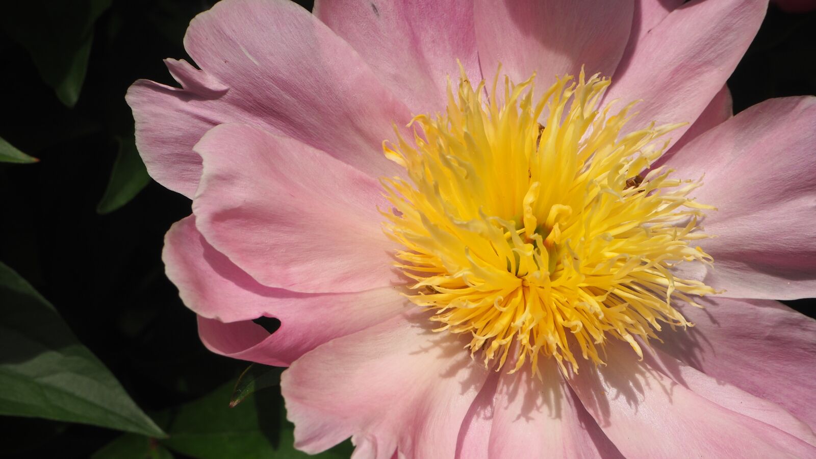 Olympus OM-D E-M10 II sample photo. Pink, yellow, pink flower photography