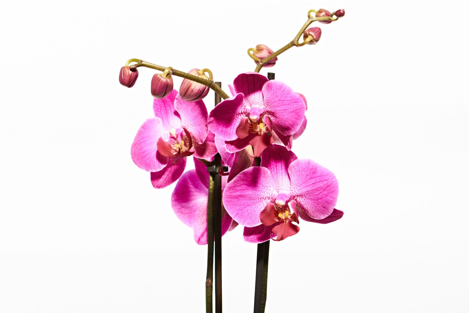 Nikon D750 sample photo. Orchid, flower, blossom photography