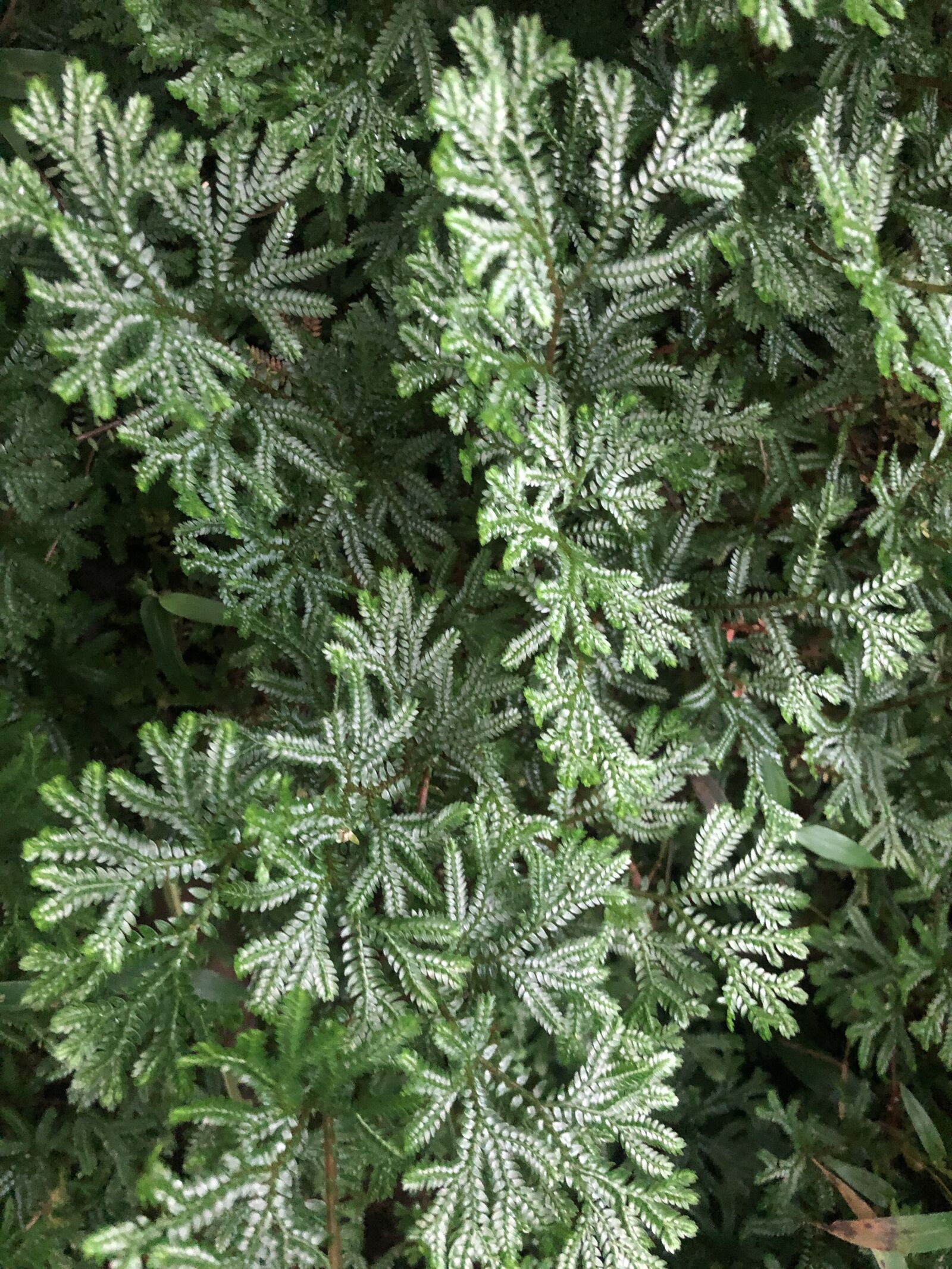 iPhone 8 back camera 3.99mm f/1.8 sample photo. Nature, plant, green photography