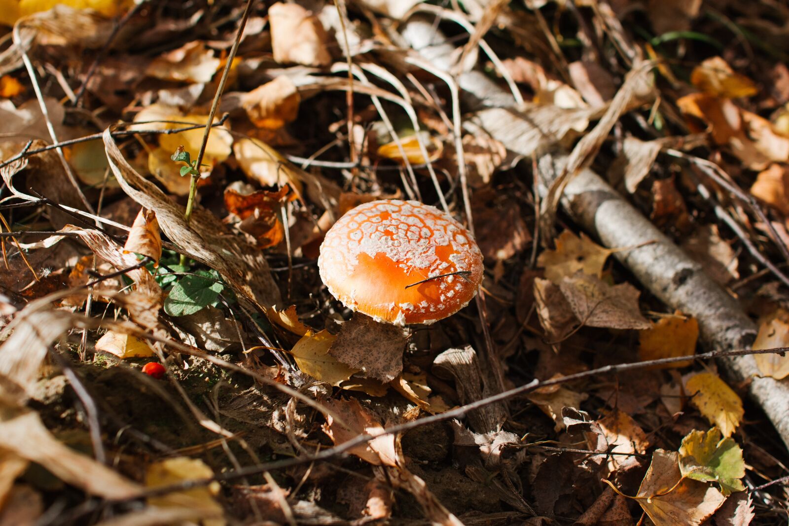 Canon EOS 60D sample photo. Mushroom, amanita, autumn photography