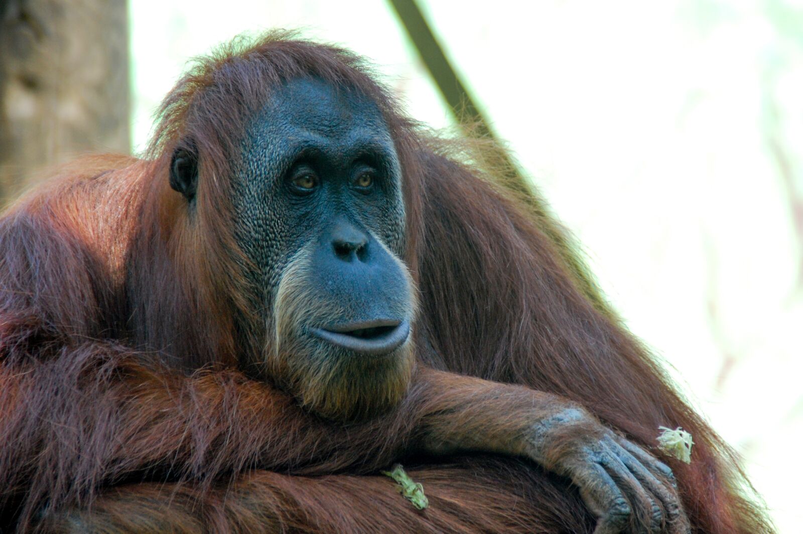 Nikon D40 sample photo. Orang-outang, primate, mono photography