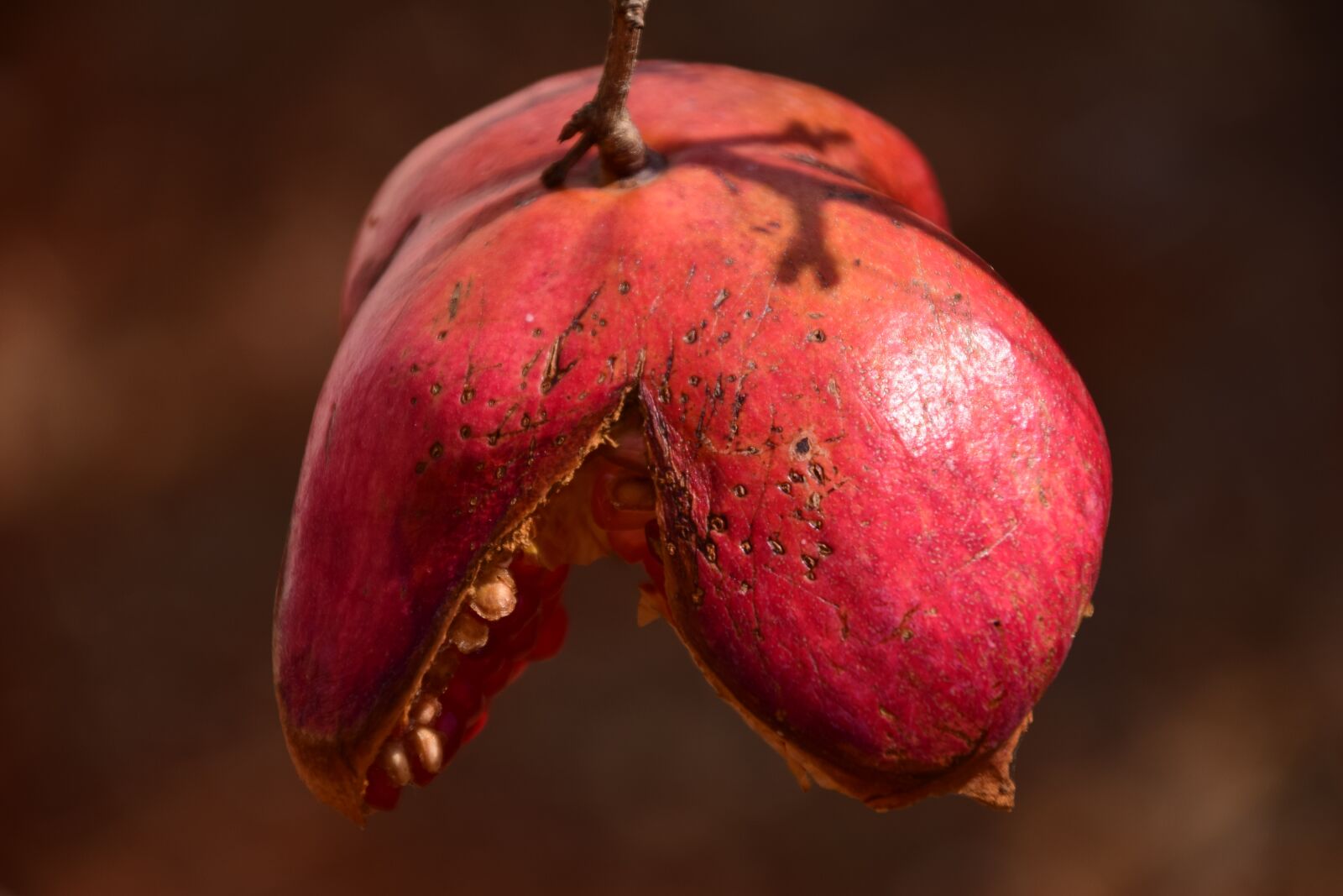 Nikon D3300 sample photo. Pomegranate, autumn, red photography