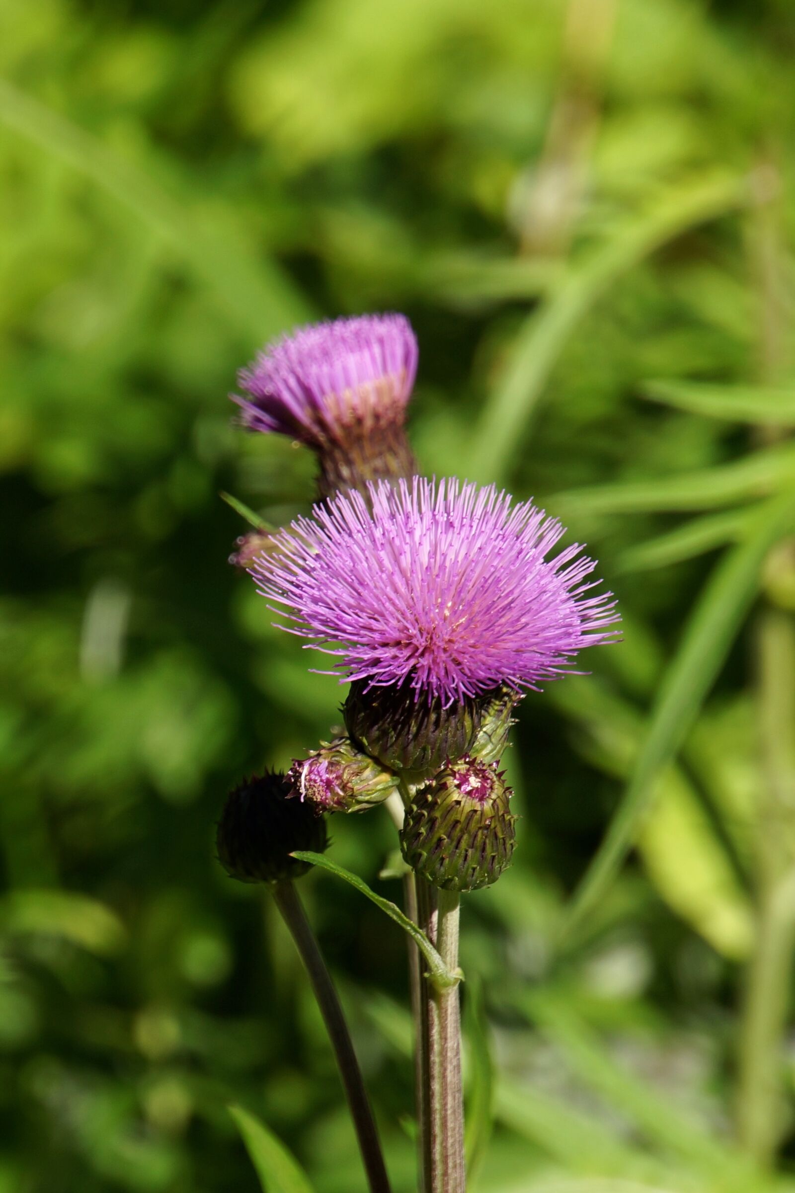 Sony E 18-200mm F3.5-6.3 OSS sample photo. Creeping thistle, thistle, wildflowers photography