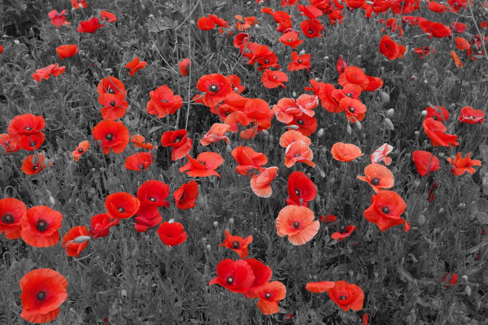 Sony Cyber-shot DSC-RX100 sample photo. Poppies, meadow, field photography