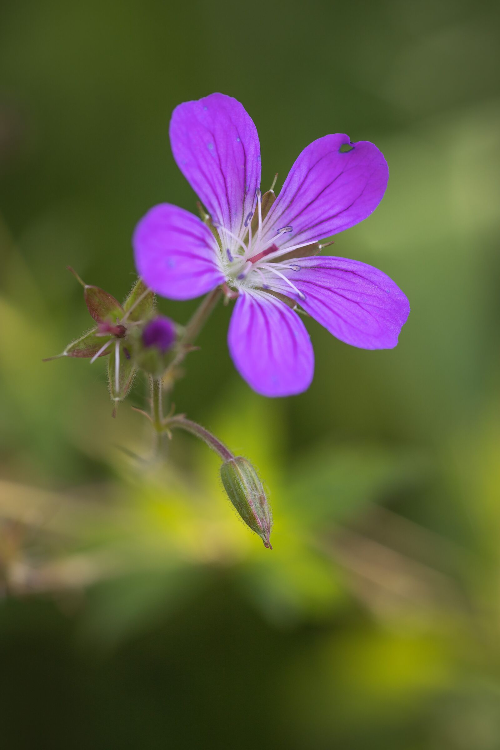 Canon EOS 6D Mark II sample photo. Flower, summer, nature photography