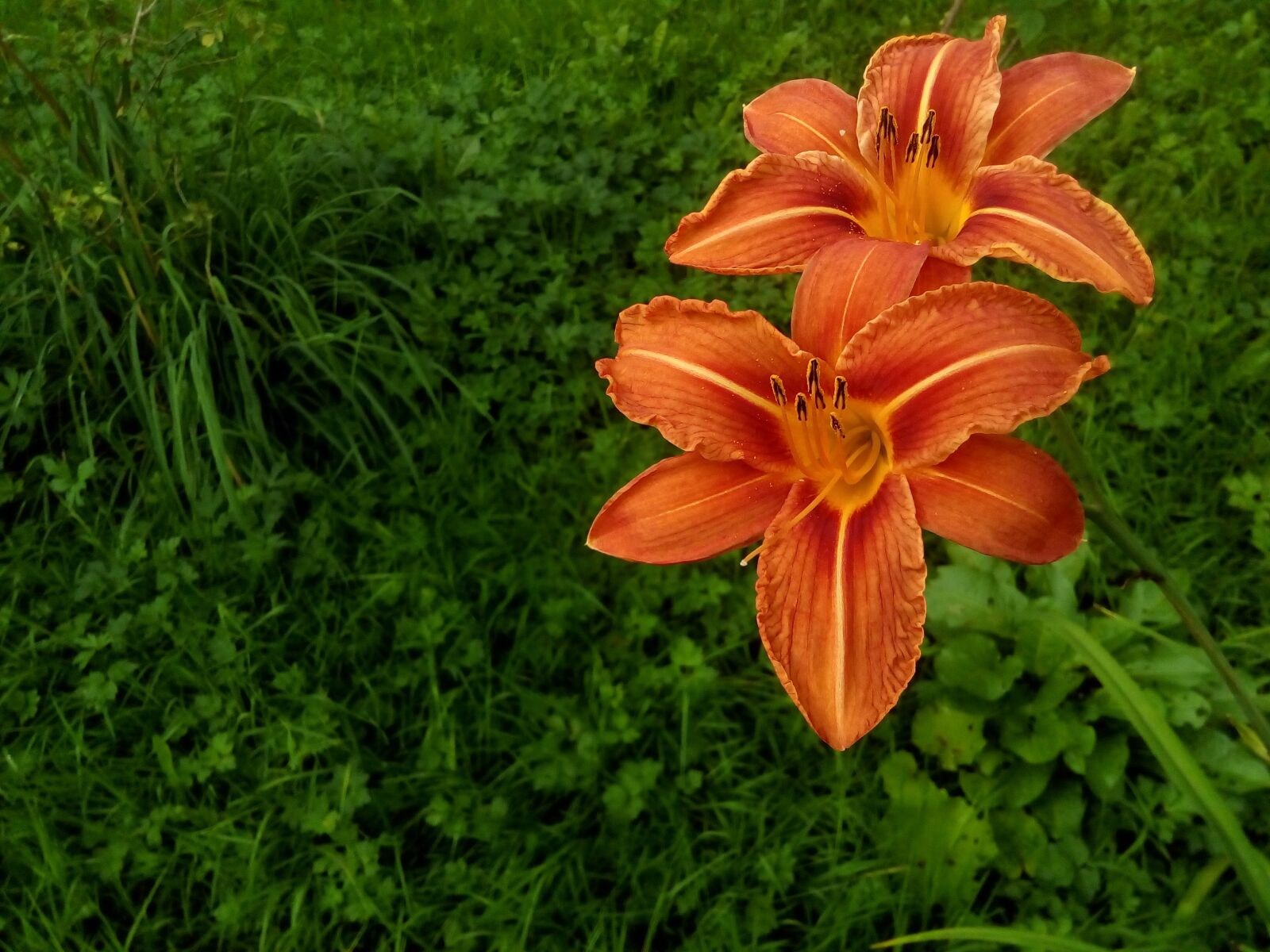 ASUS ZenFone Go (ZC500TG) sample photo. Lily, garden, flowers photography