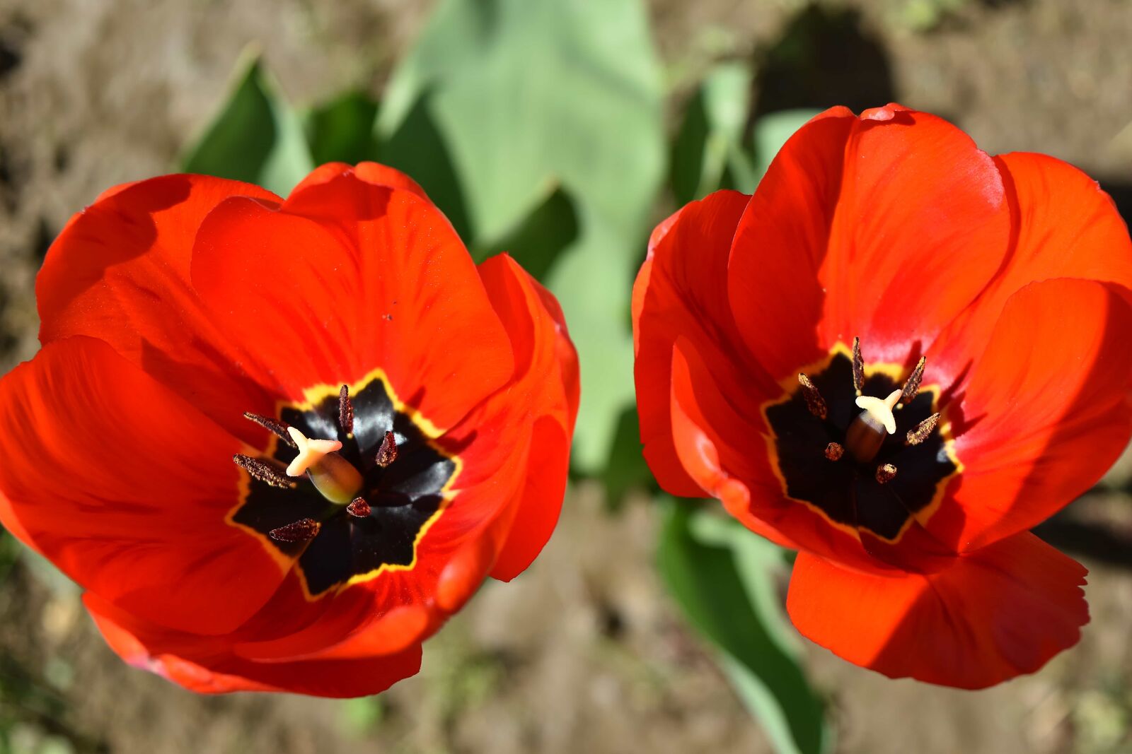 Nikon D5500 sample photo. Beautiful flowers, flower garden photography