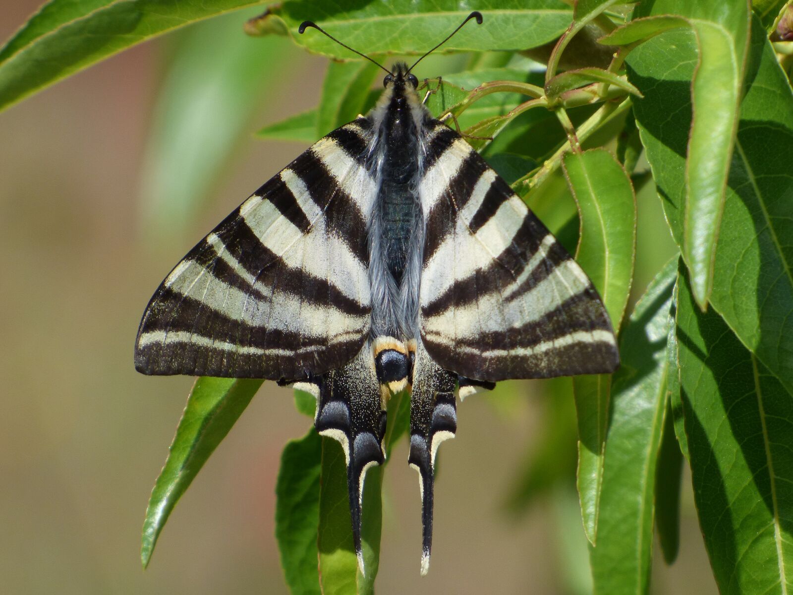 Panasonic Lumix DMC-FZ70 sample photo. Papilio machaon, butterfly queen photography