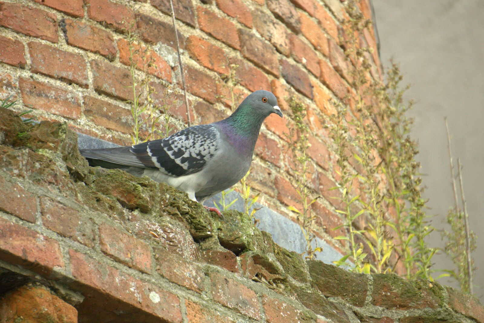 Sony a6000 sample photo. Oiseau, ornithologie, pigeon, pigeon photography