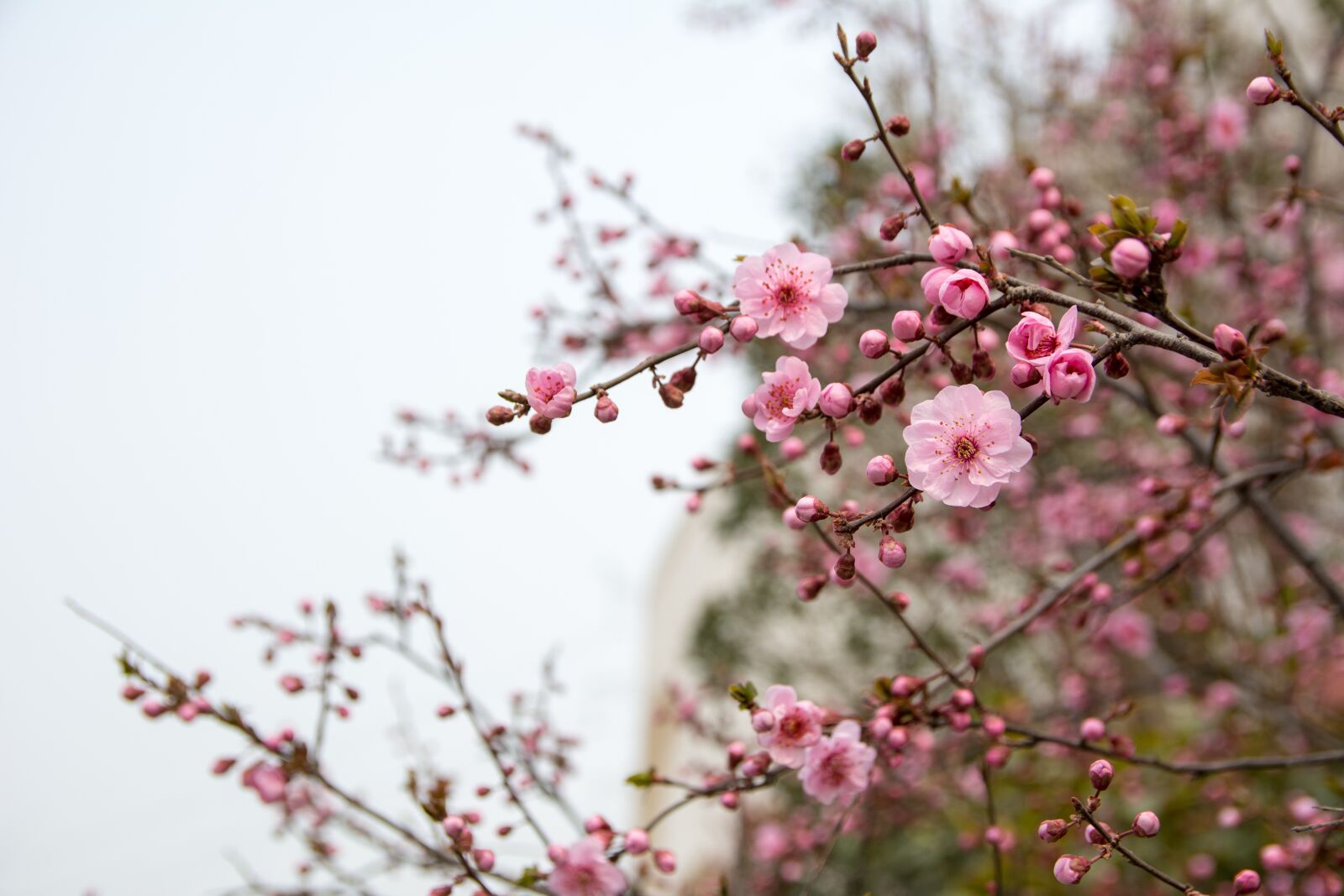Nikon D7100 sample photo. Flower, plum blossom, red photography