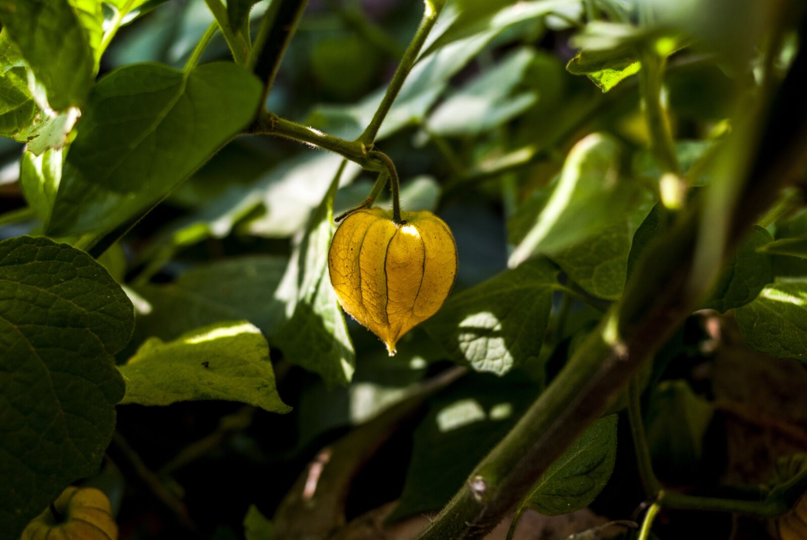 Nikon D60 sample photo. Leaf, food, nature photography