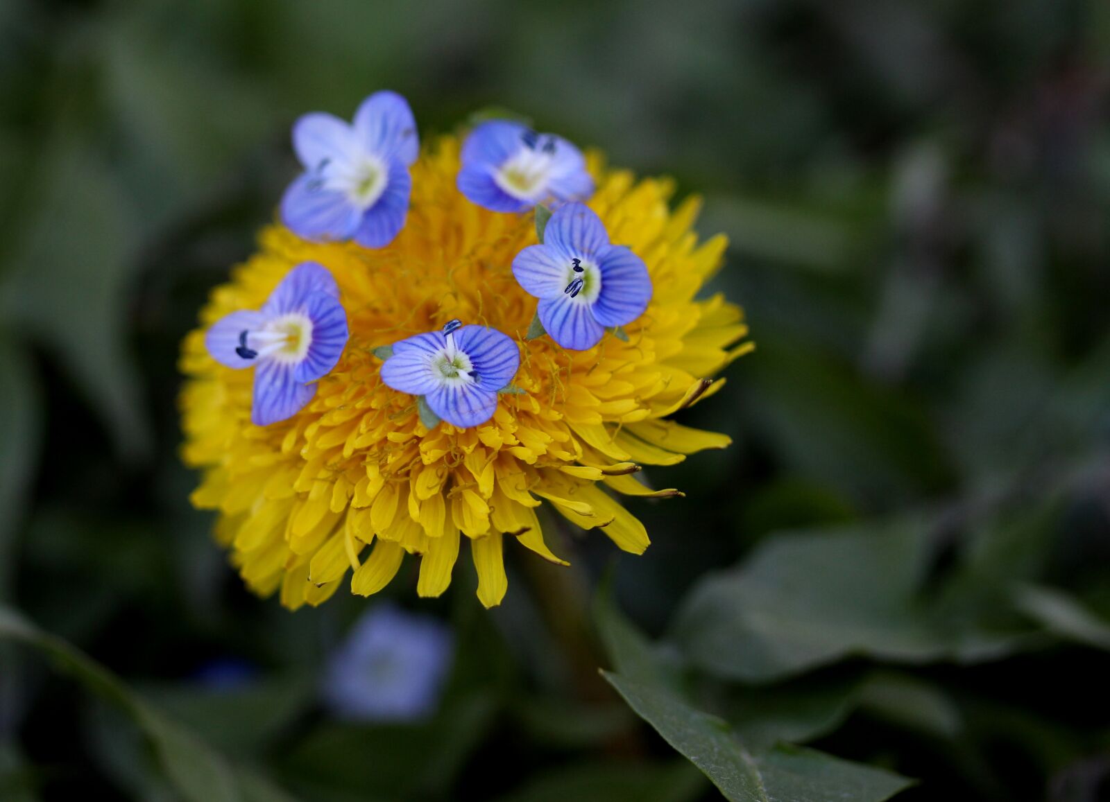 Canon EF-S 60mm F2.8 Macro USM sample photo. Dandelion, yellow, flower photography