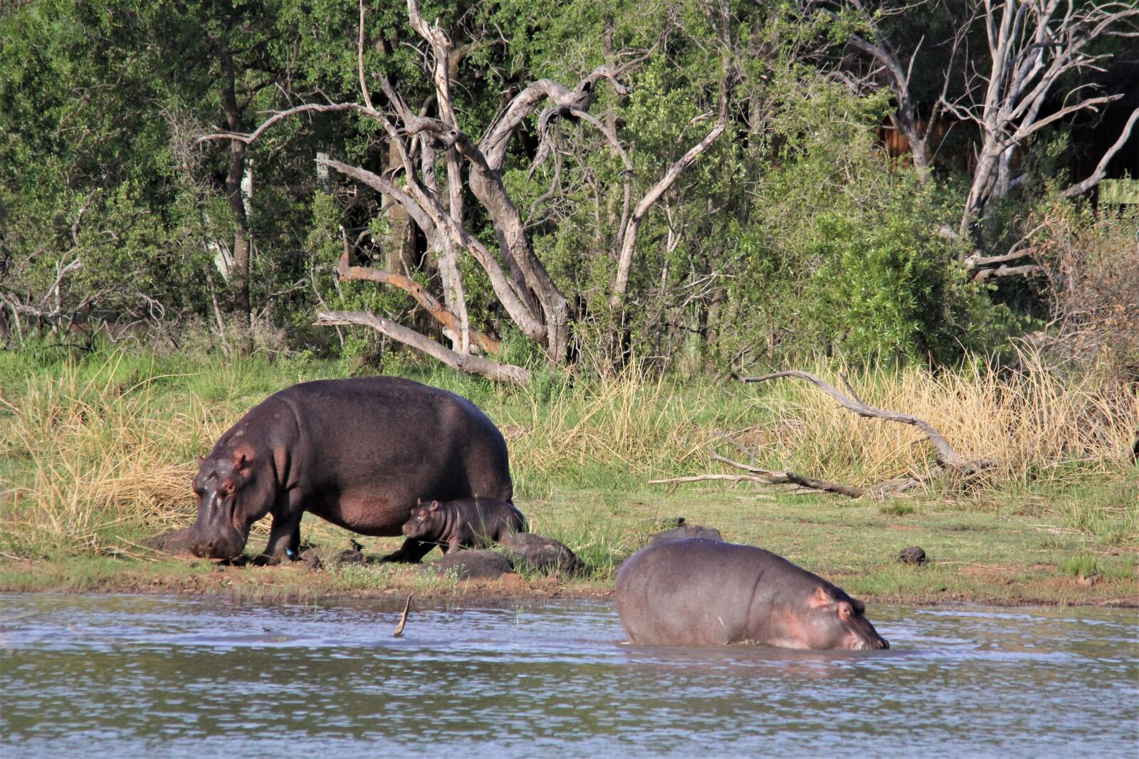 Canon EOS 60D sample photo. Hippopotamus, hippo, mother photography