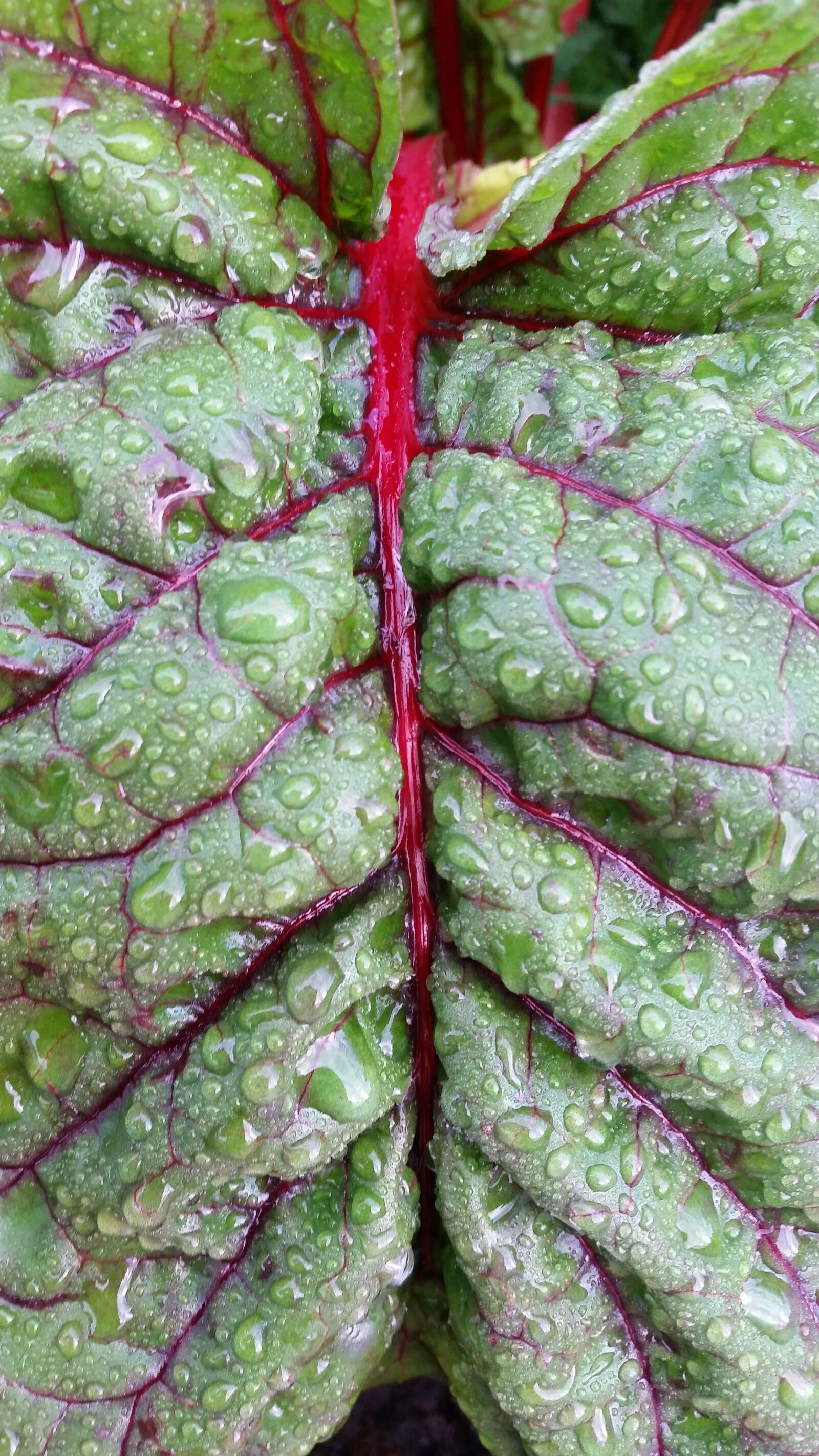 Samsung Galaxy S5 sample photo. Silverbeet, vegetable, garden photography