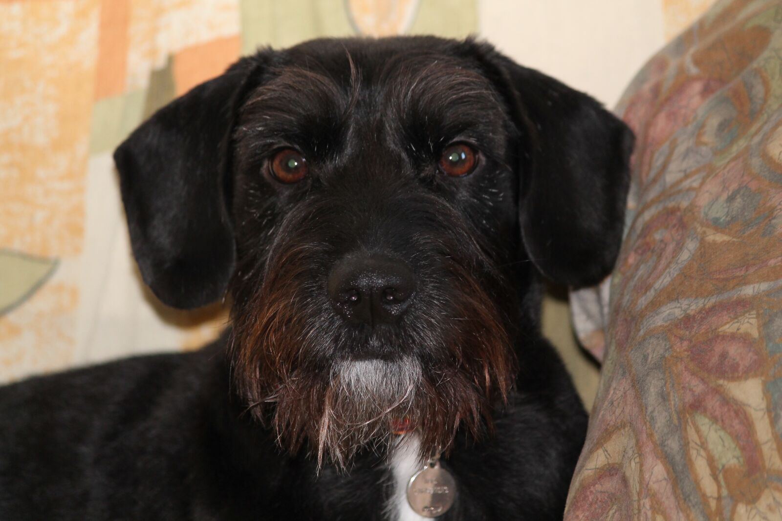 Canon EF-S 55-250mm F4-5.6 IS II sample photo. Dog, mestizo, young photography