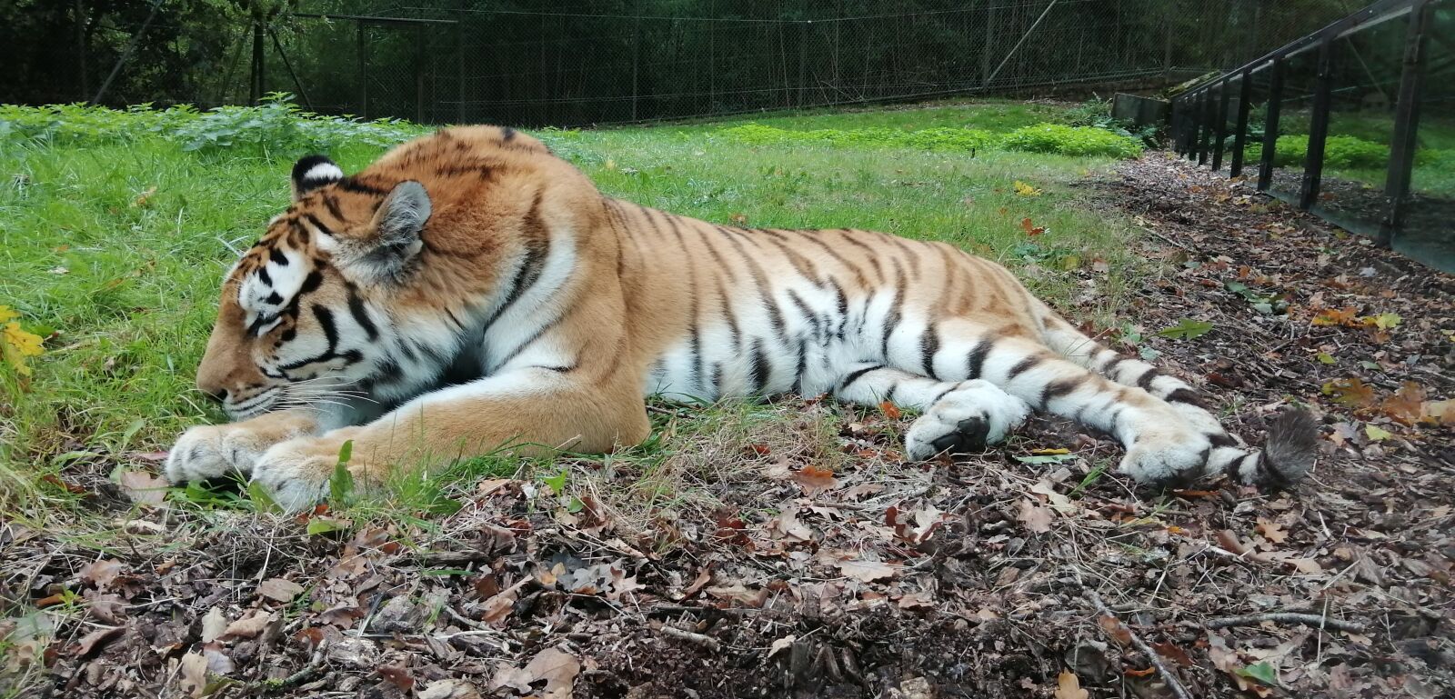 HUAWEI P SMART 2019 sample photo. Tiger, zoo, tawny photography