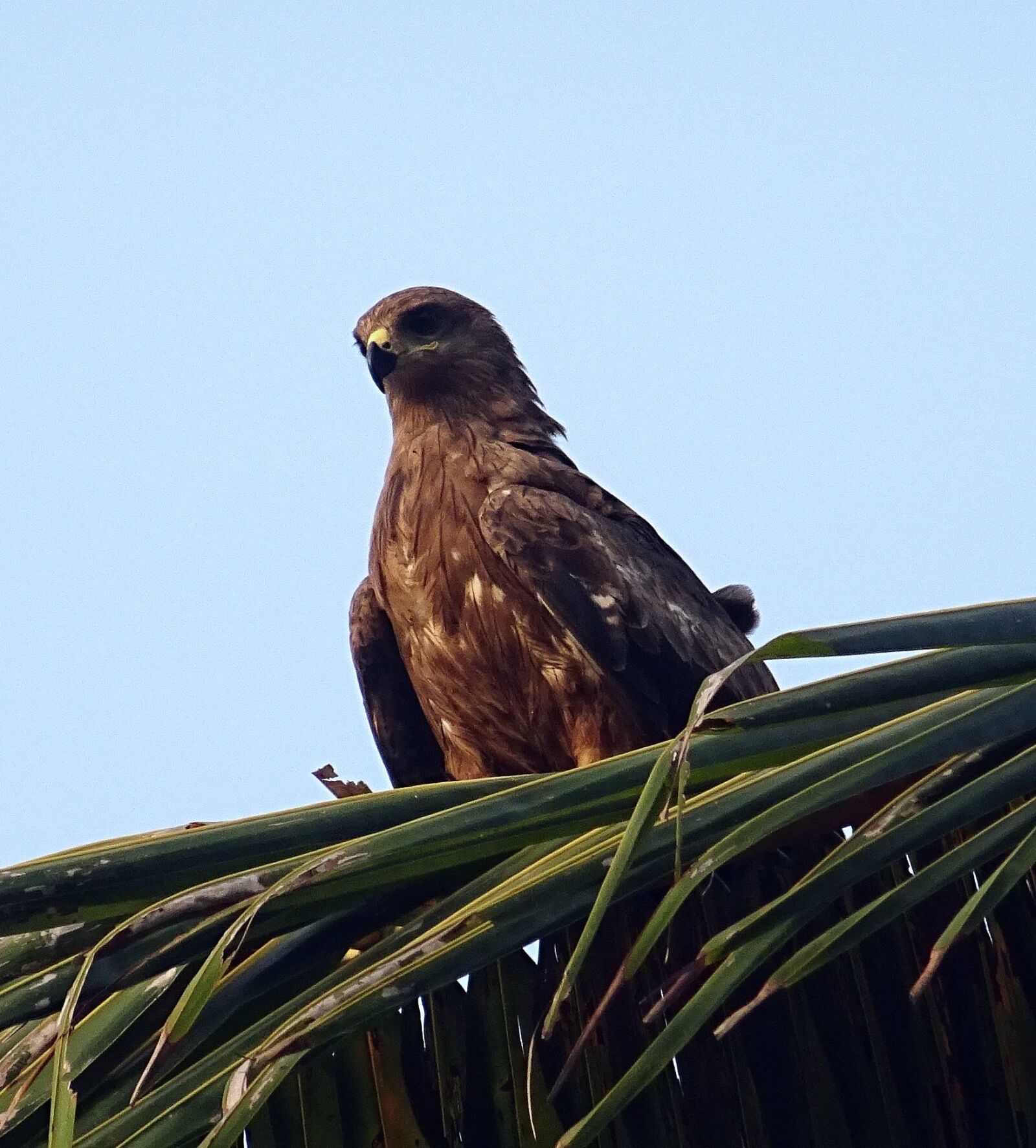 Sony DSC-HX60V sample photo. Bird, kite, black kite photography