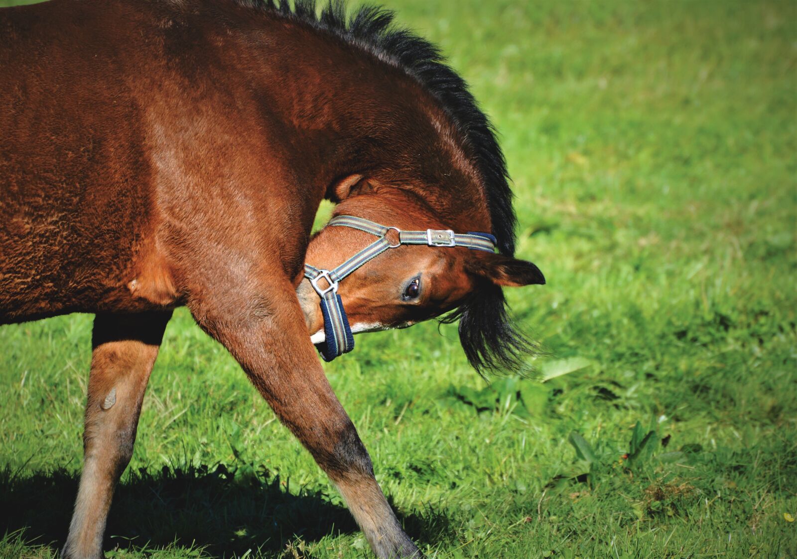 Nikon D3200 sample photo. Horse, horse head, brown photography