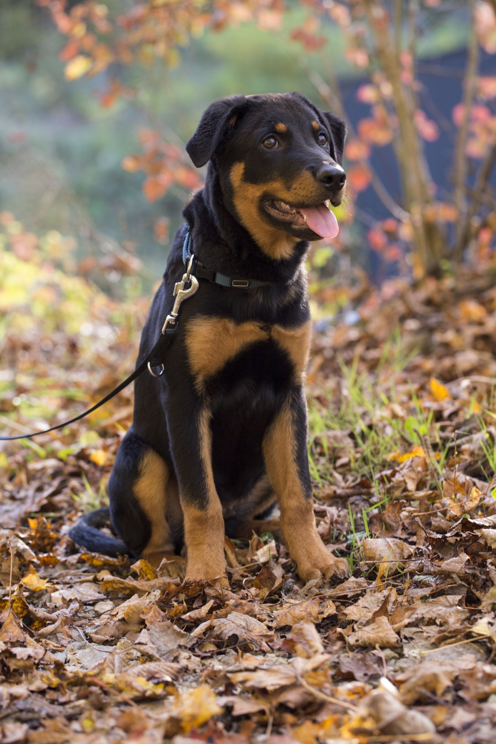 Canon EF 100mm F2.8L Macro IS USM sample photo. Rottweiler, dog, pet photography