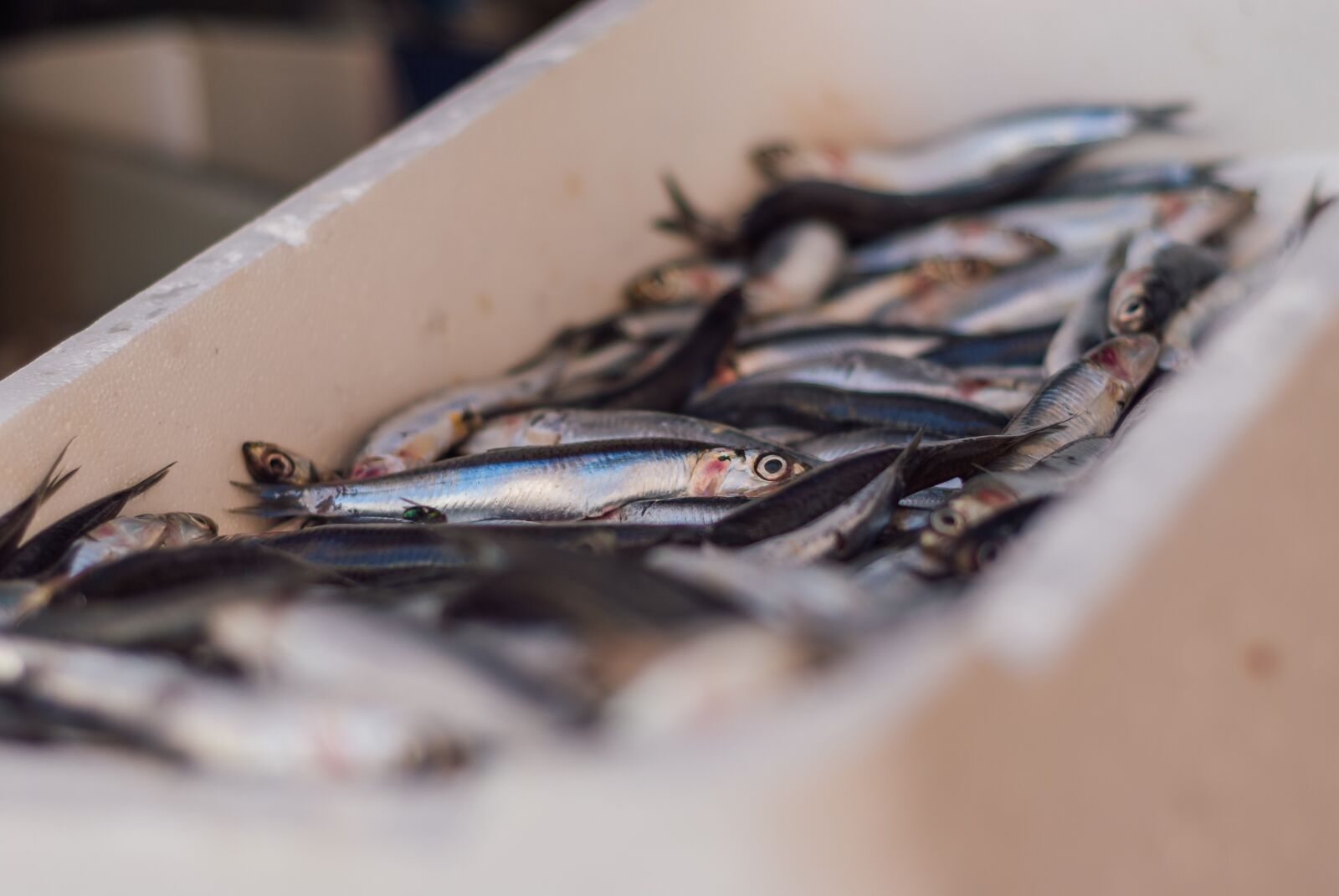 Nikon D200 sample photo. Sardines, fish, little fish photography