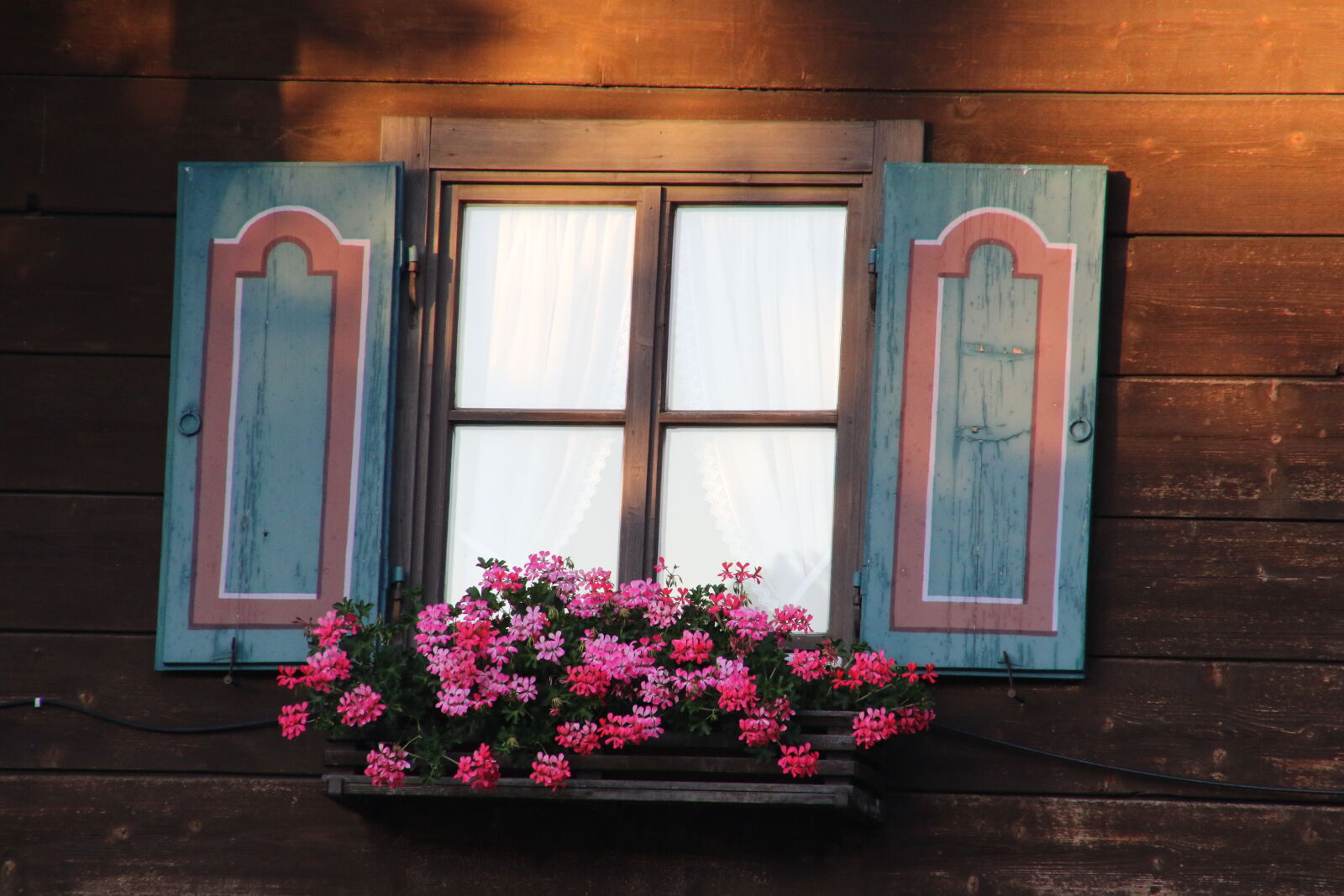 Canon EOS 7D Mark II sample photo. Flowers, green, home, house photography