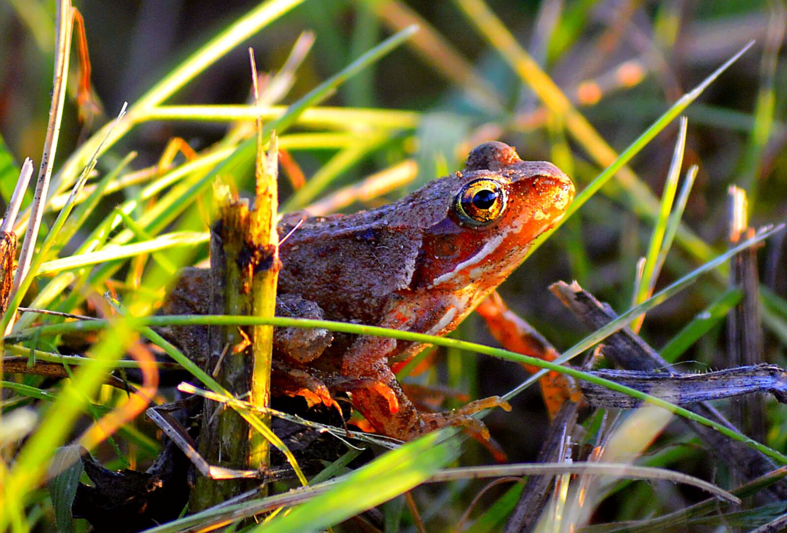 Nikon D3200 sample photo. Frog, tree frog, amphibians photography
