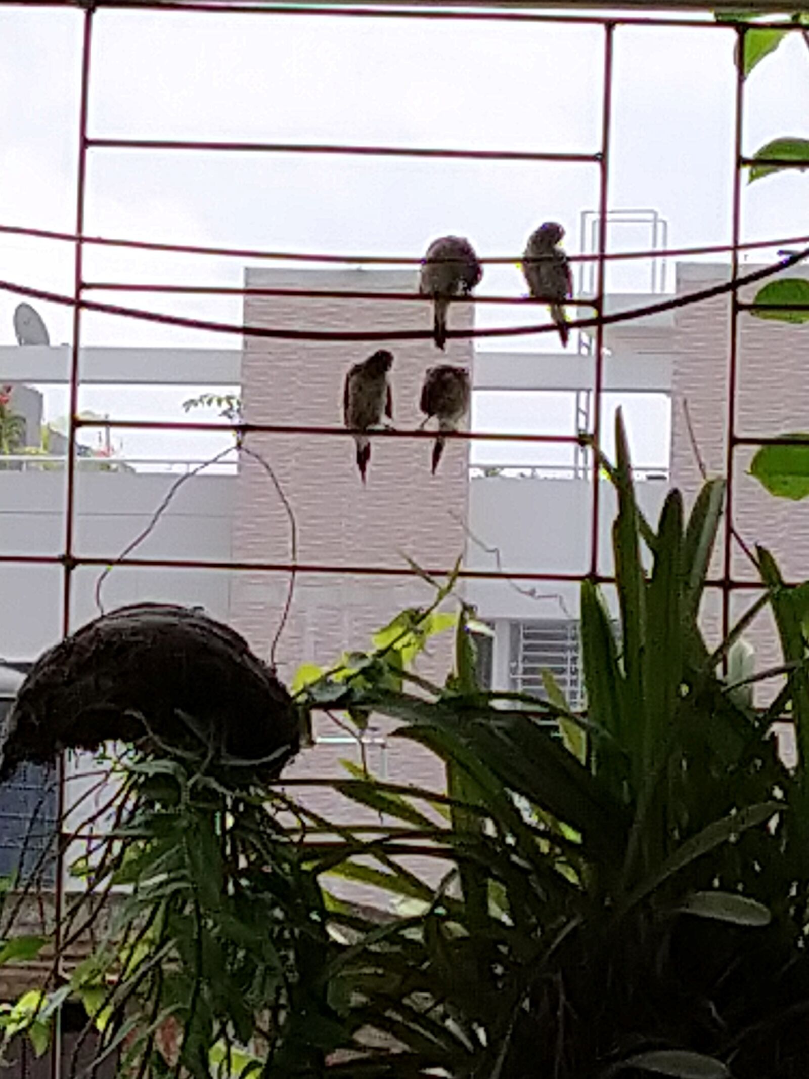Xiaomi Mi A3 sample photo. Birds at balcony, love photography