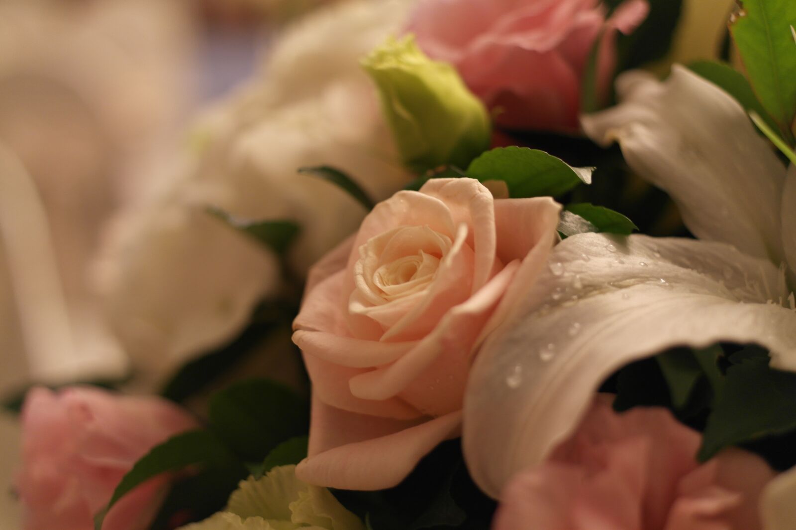 Samsung NX200 sample photo. Rose, flowers, romantic photography