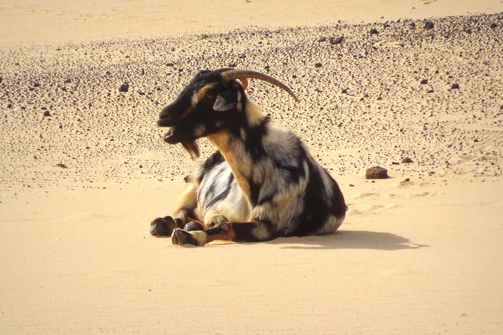 Sony Cyber-shot DSC-WX350 sample photo. Goat, animal world, bock photography