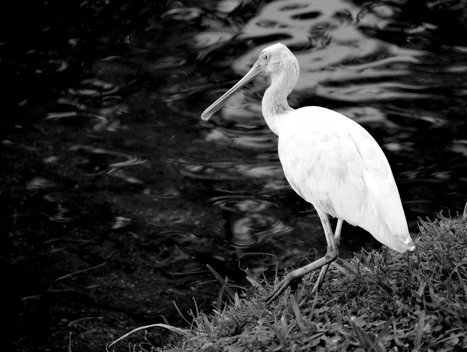 Nikon D3300 sample photo. Spoonbill bird, avian, tropical photography