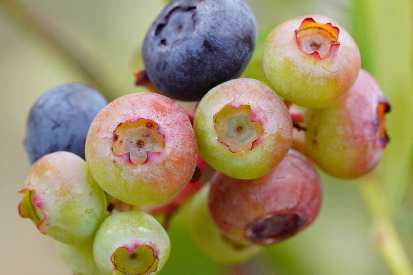 Sony a7R III + Sony FE 90mm F2.8 Macro G OSS sample photo. Blueberry, flower, bee photography