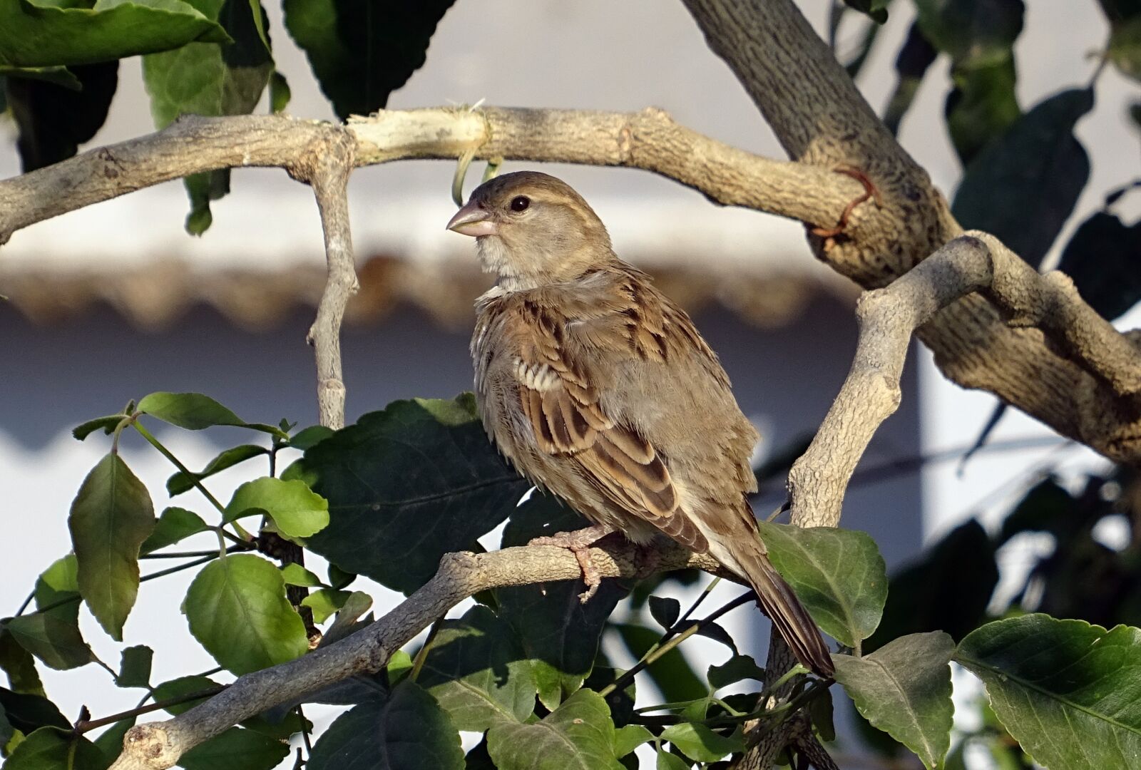 Sony DSC-HX60V sample photo. Bird, house sparrow, female photography