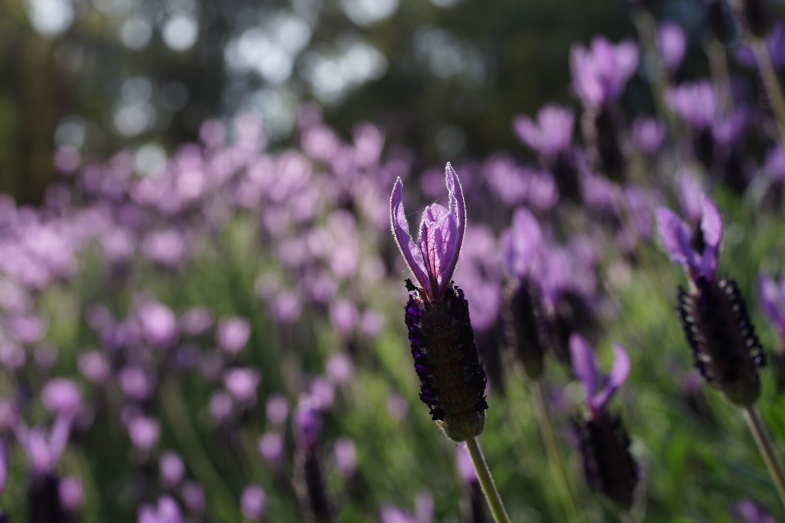 Sony Cyber-shot DSC-RX1R sample photo. Lavender garden, field, purple photography