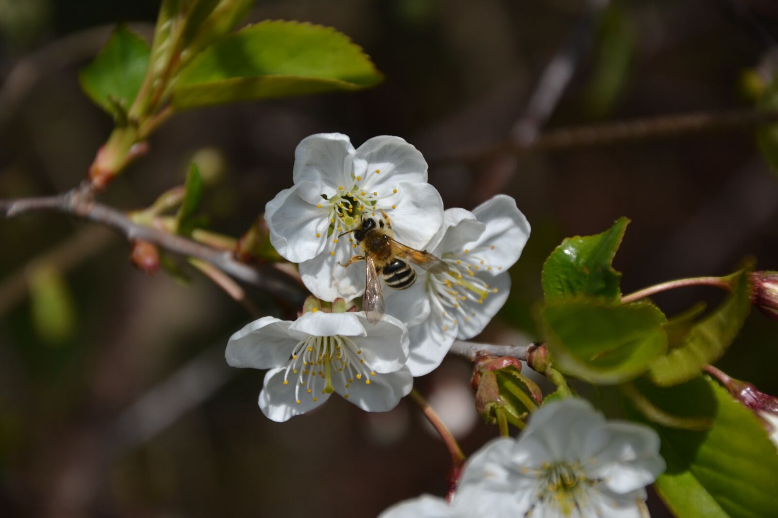 Nikon D3100 sample photo. Flower, nature, tree photography