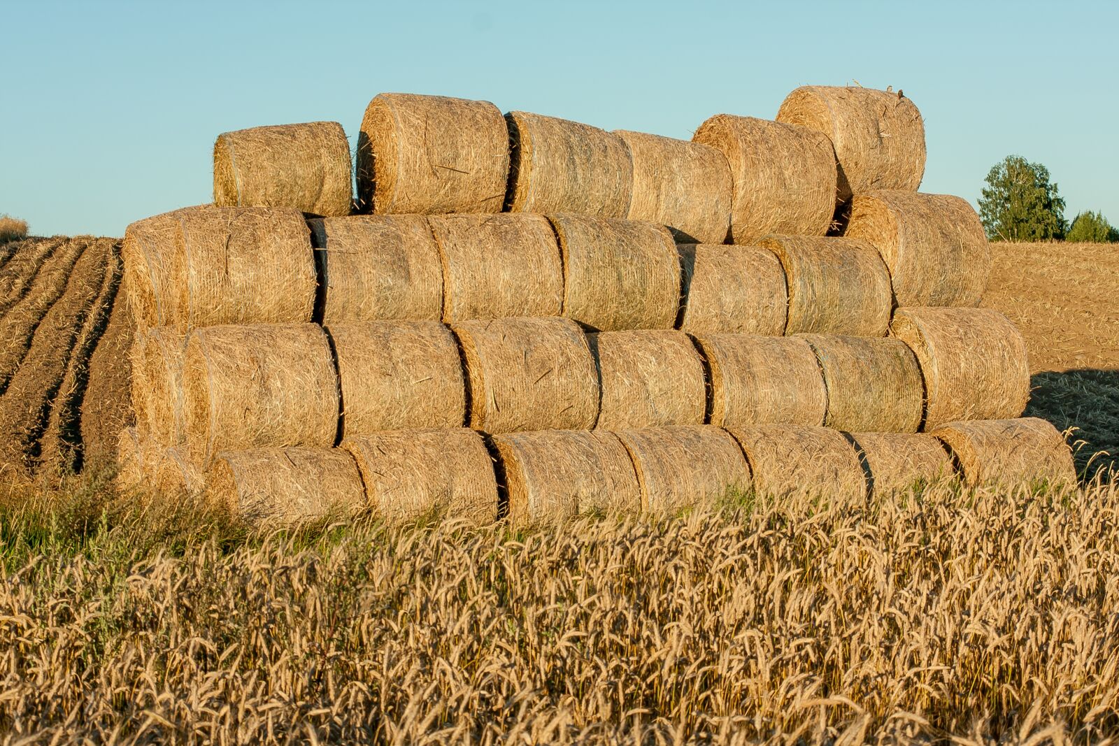 Canon EOS 40D sample photo. Landscape, yields, sky photography