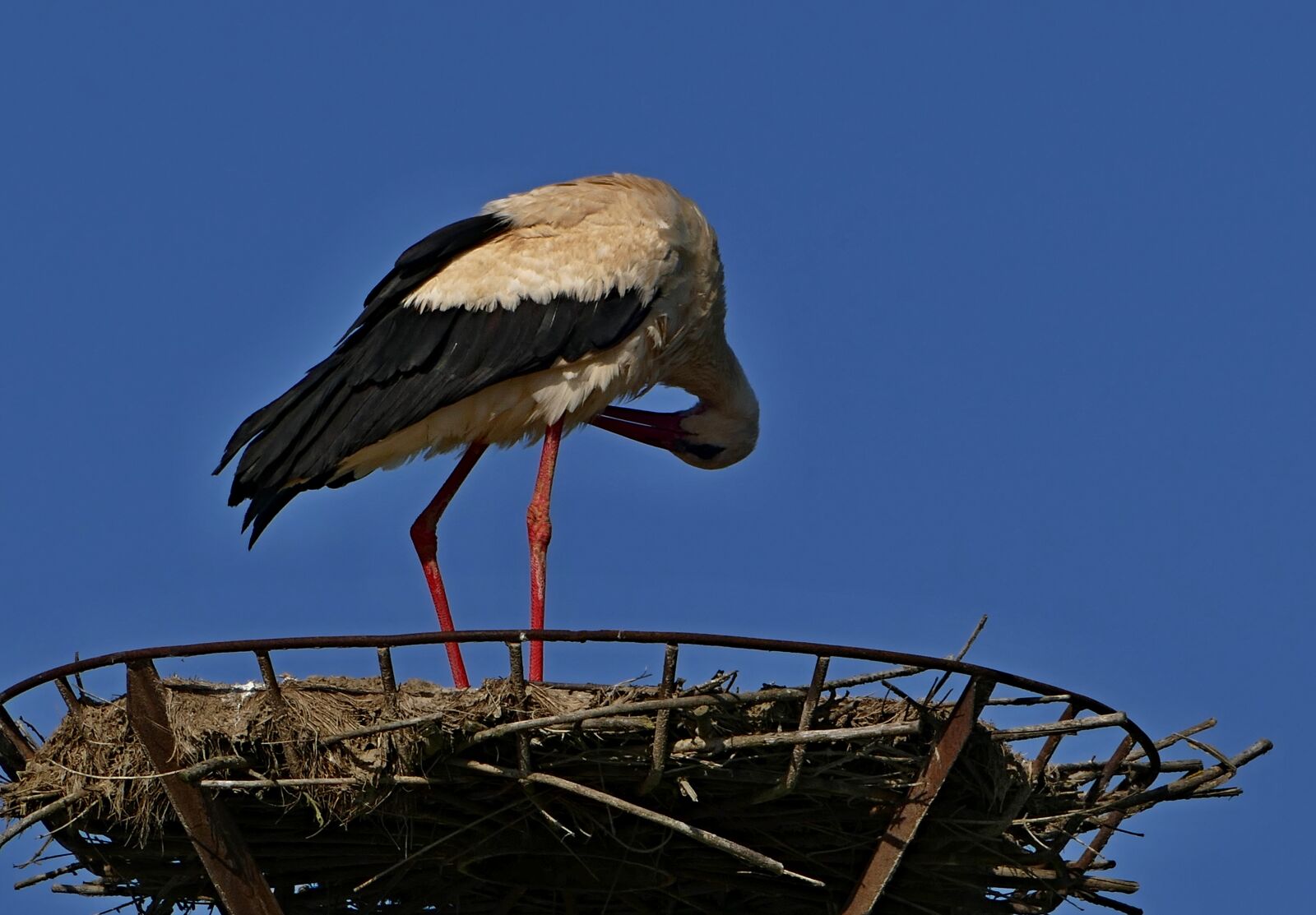 Panasonic Lumix DMC-FZ1000 sample photo. Stork, white, nature photography