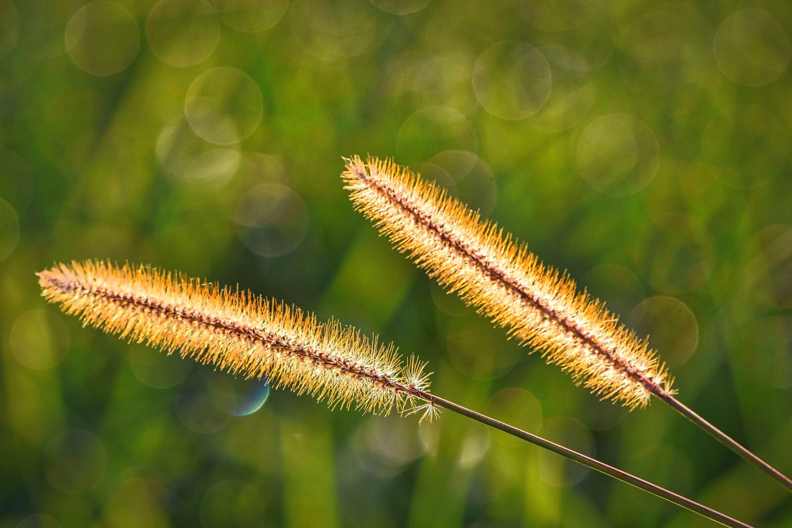 Nikon D5300 sample photo. Autumn, grass, grasses photography
