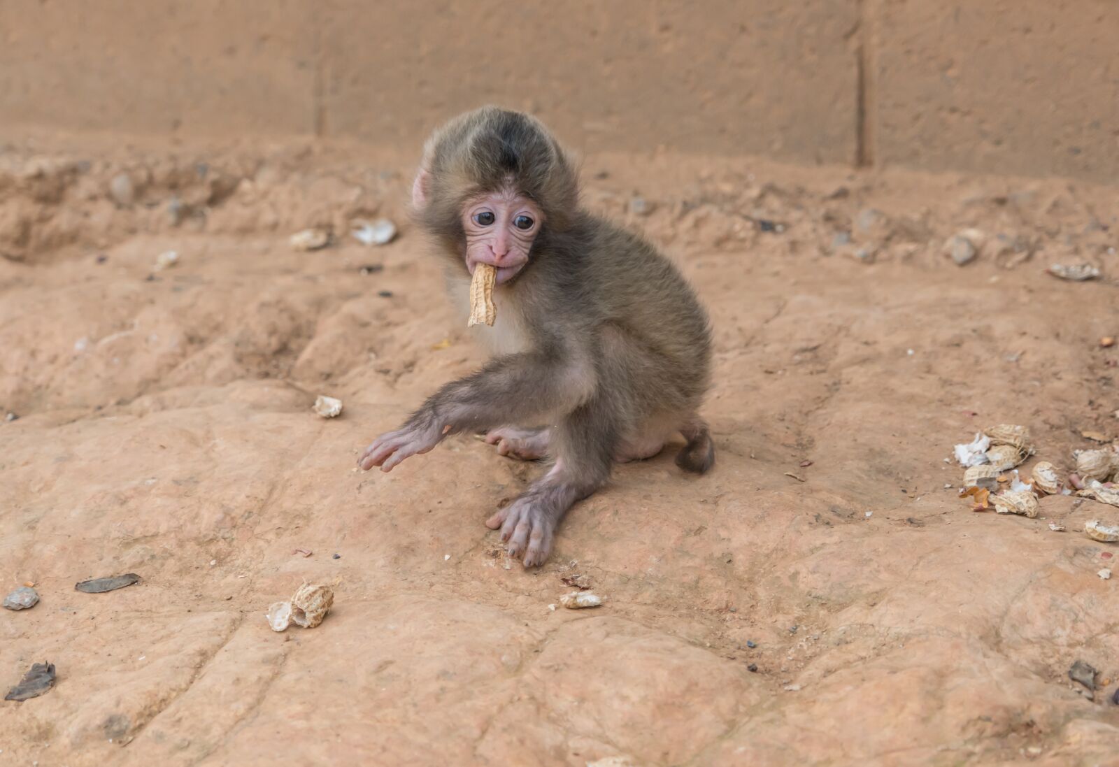 Sony a7R II + Sony FE 24-240mm F3.5-6.3 OSS sample photo. Baby monkey, peanut, wildlife photography