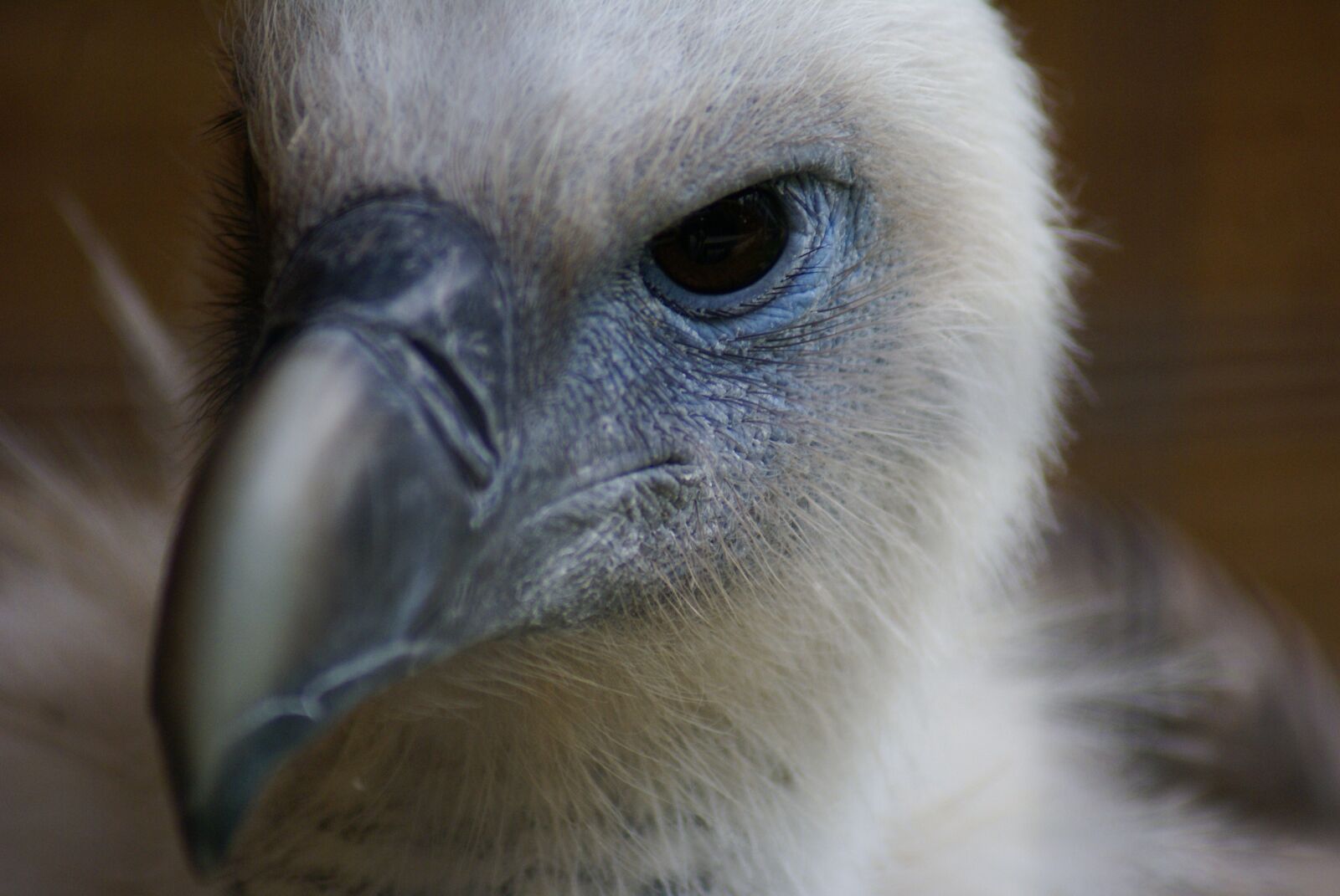 Sony Alpha DSLR-A100 sample photo. Animal, bird, wildlife photography