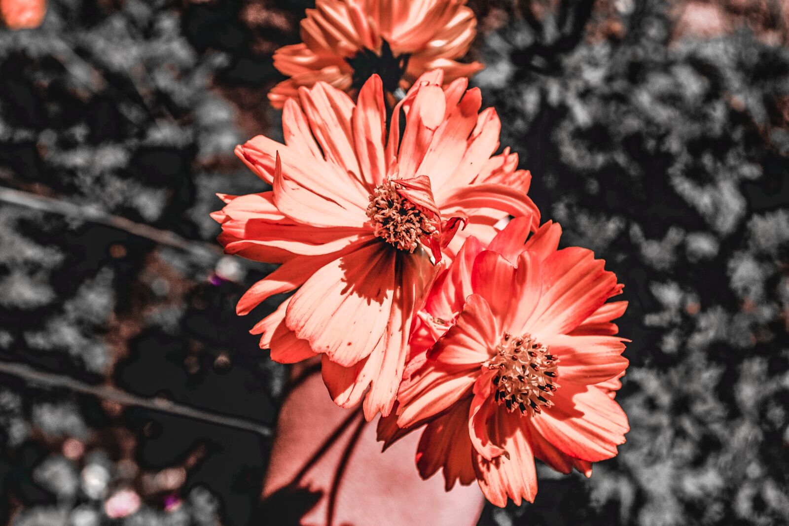 Nikon D3100 sample photo. Summer, flower, nature photography