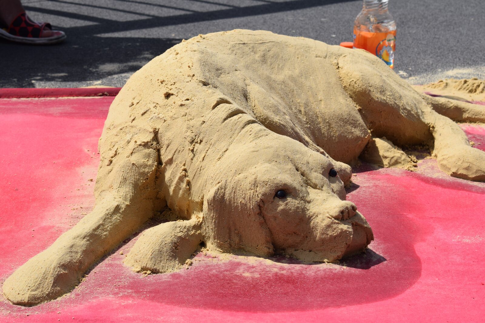 Nikon D3300 sample photo. Sand dog, sand, dog photography