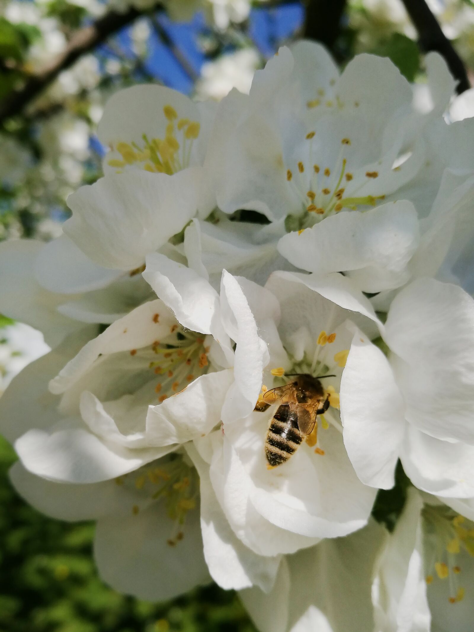HUAWEI P9 sample photo. Spring, blooming apple tree photography